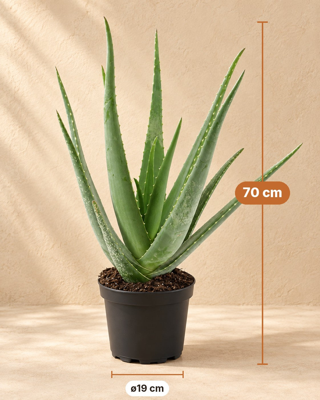 Wymiary Aloe Vera: wysokość 70 cm, doniczka ø19 cm