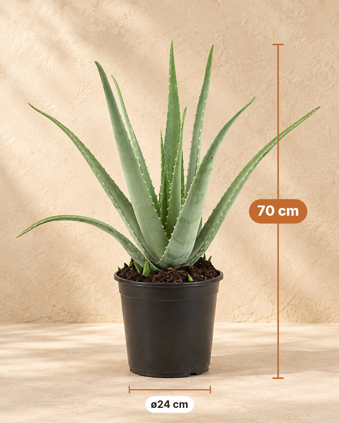Wymiary Aloe Vera: wysokość 70 cm, doniczka ø24 cm