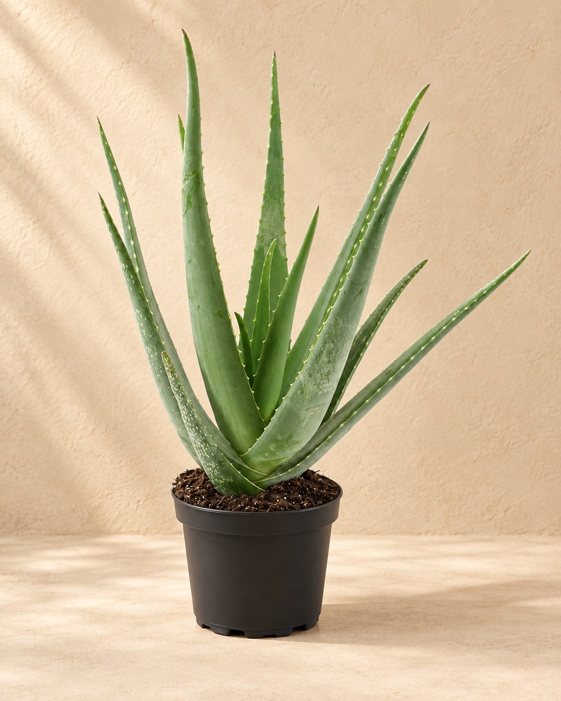Aloe Vera van 70 cm hoog in kweekpot van 19 cm