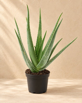 70 cm
