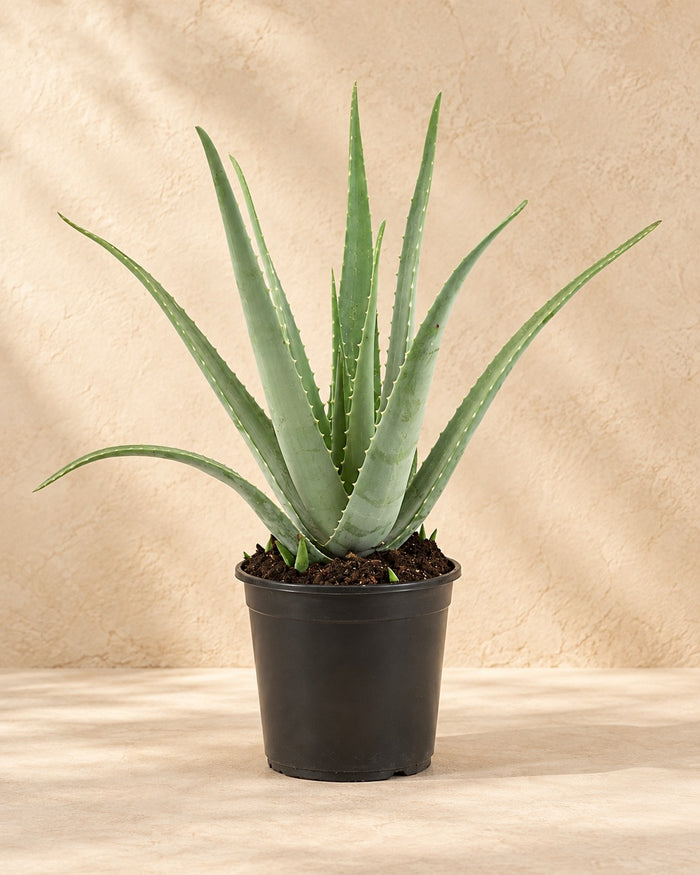 Aloe Vera, wysokość 70 cm, w doniczce uprawowej 24 cm