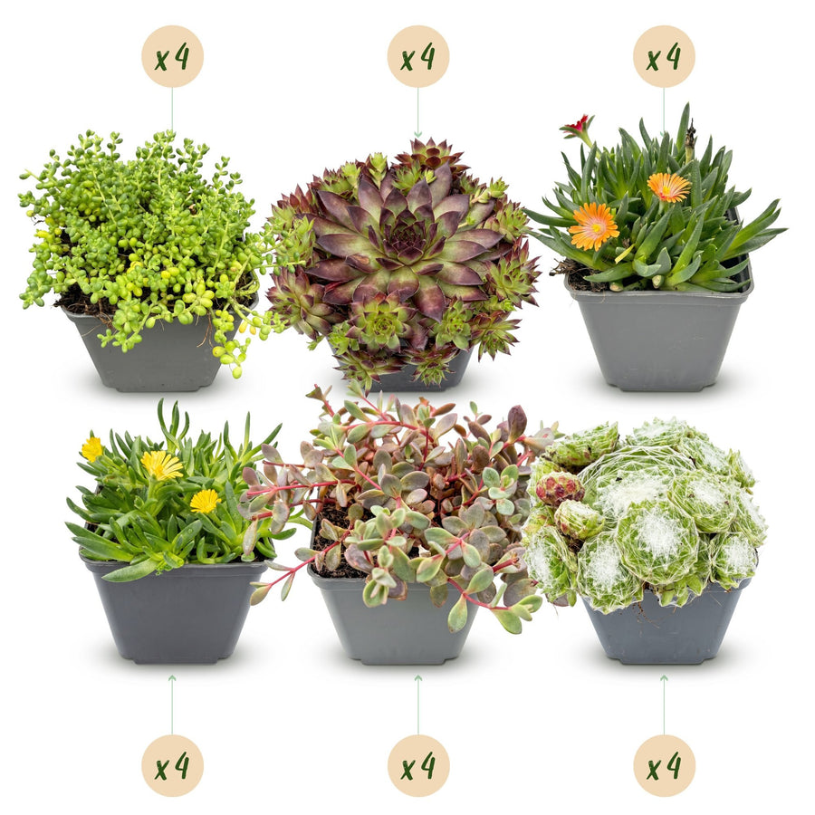 Mix alpino (24 piante perenni), vaso ø7 cm