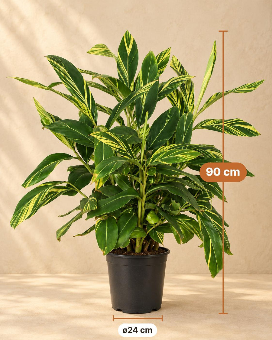 Buntblättriger Muschelingwer (Alpinia zerumbet 'Variegata') 90 cm hoch, Topf ø24 cm