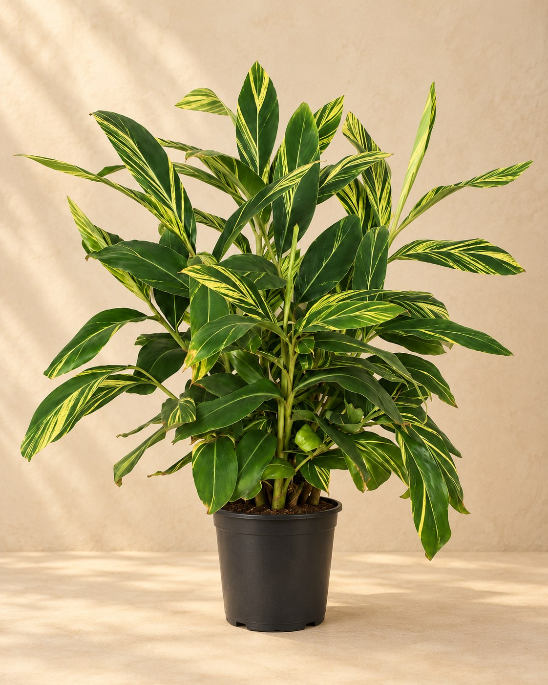 Bonte schelpgember (Alpinia zerumbet 'Variegata')
