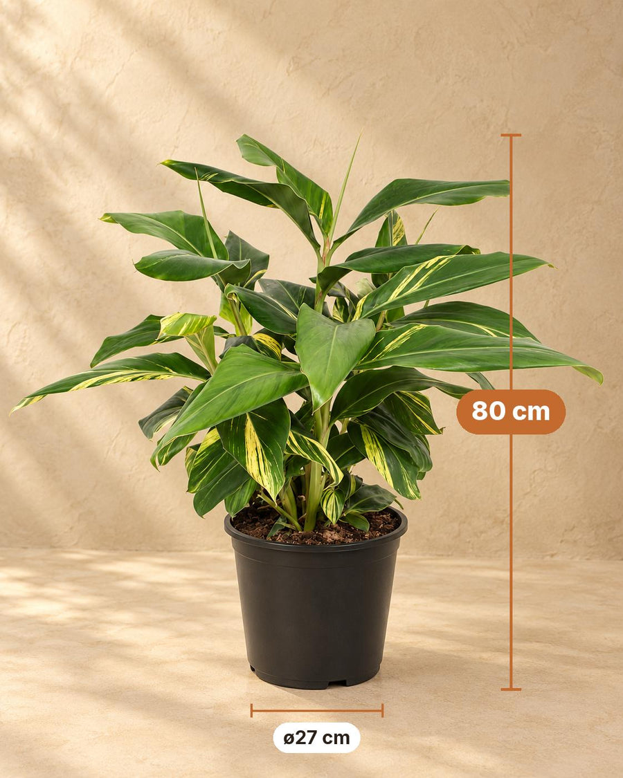 Bonte schelpgember (Alpinia zerumbet 'Variegata') 80 cm hoog, pot ø27 cm