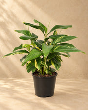 Bonte schelpgember (Alpinia zerumbet 'Variegata')