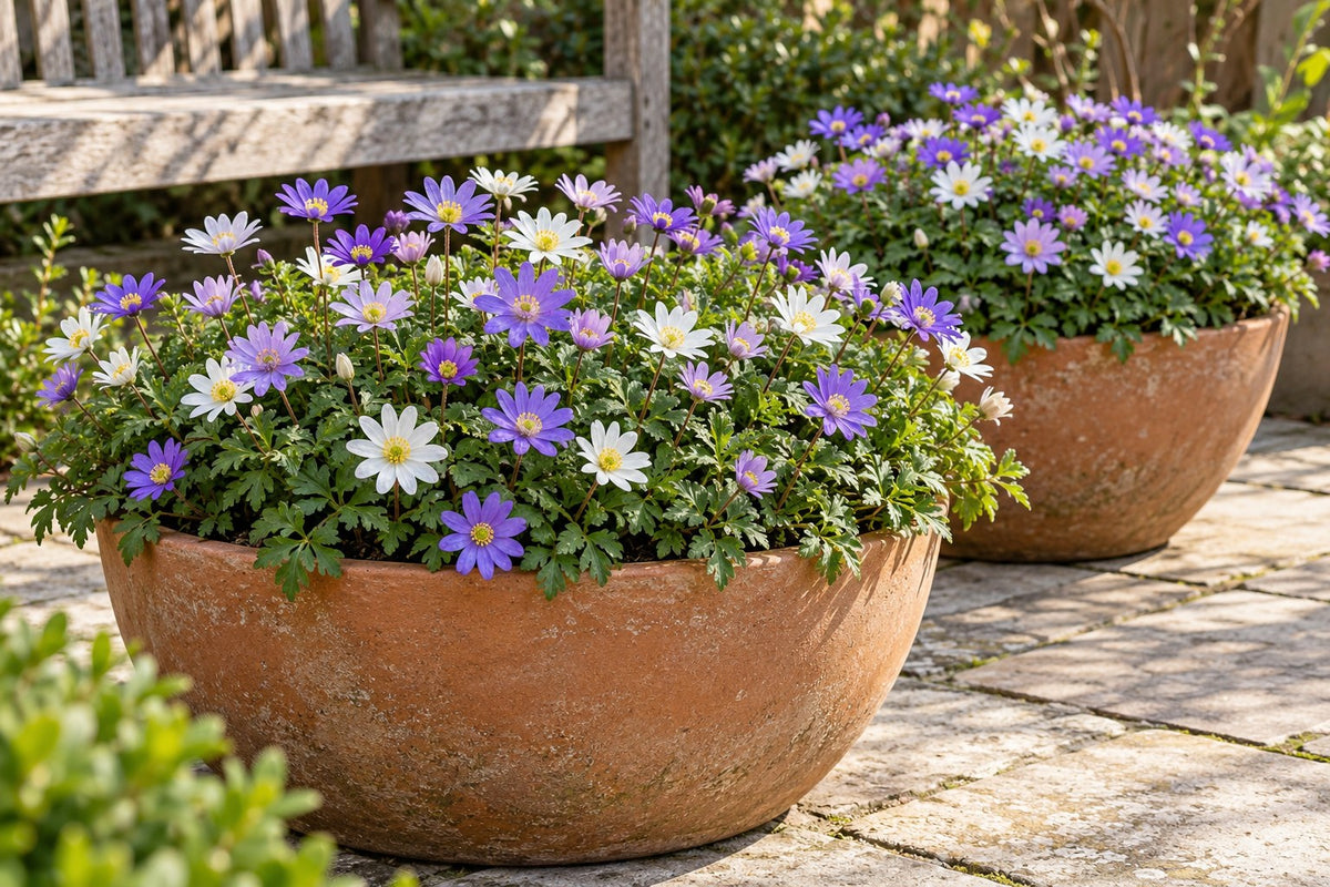 Bulbos de anémona Blanda mezcla en flor en macetas en una terraza