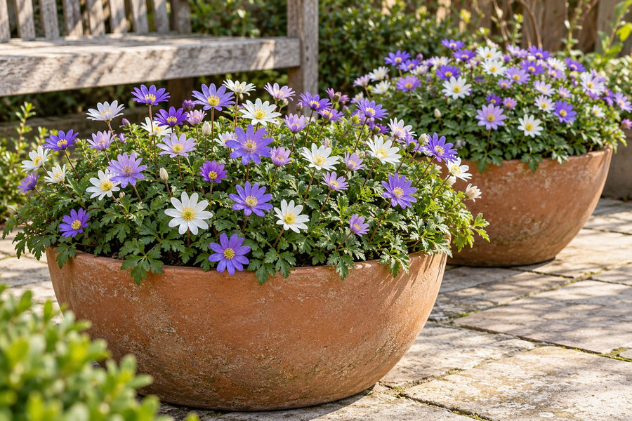 Bulbos de anémona Blanda mezcla (Anemone blanda)