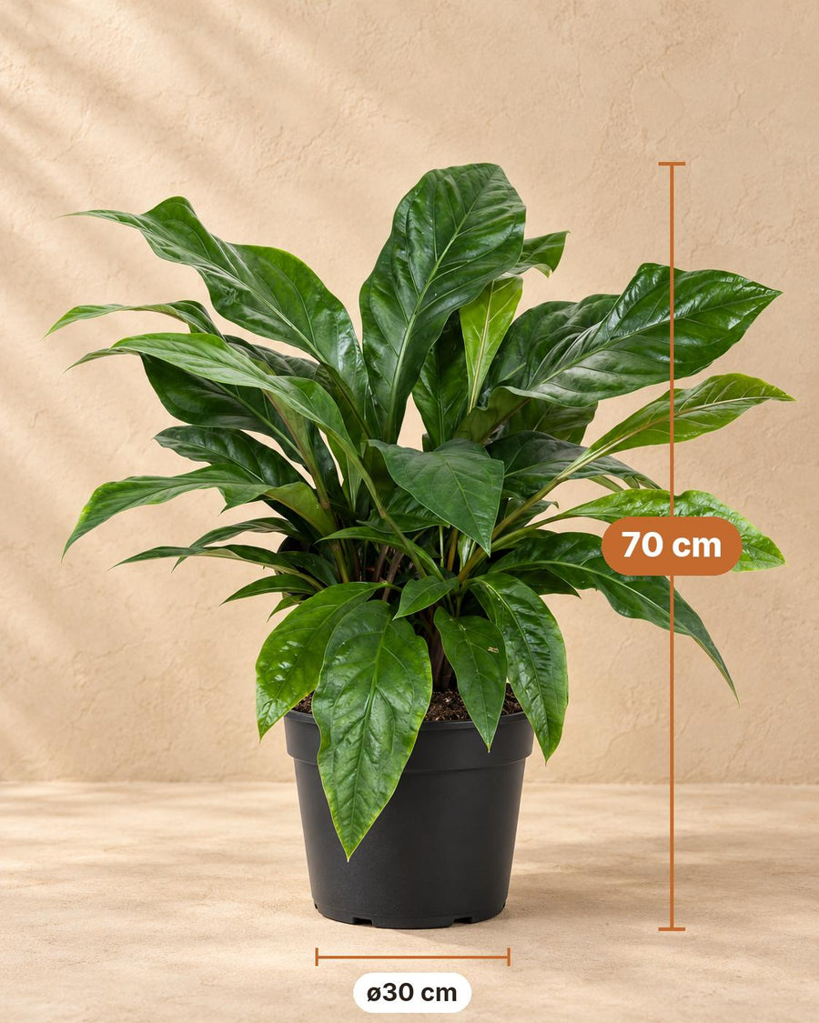 Flamingoplant (Anthurium 'Jungle Bush') 70 cm hoog, pot ø30 cm