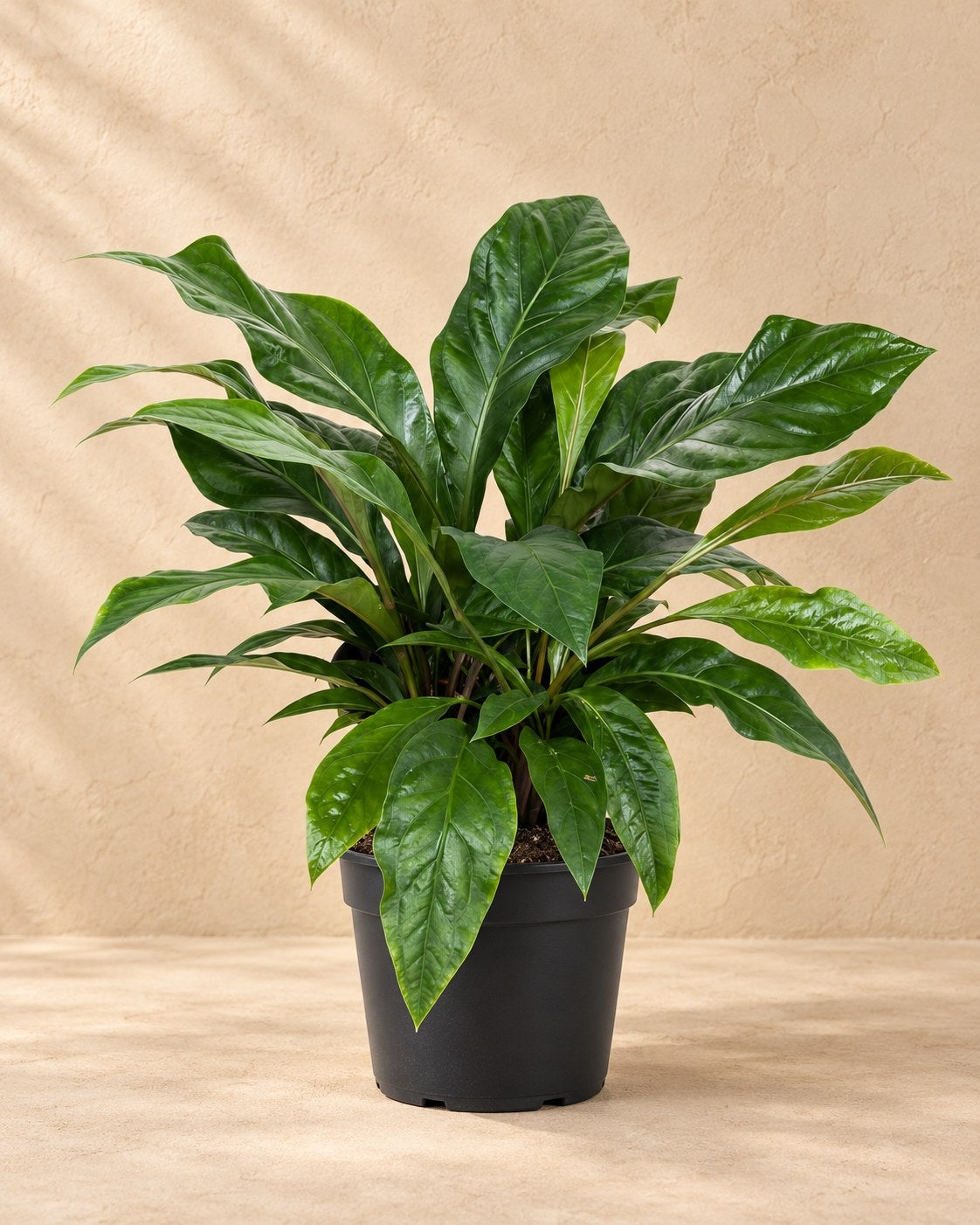 Flamingoplant (Anthurium 'Jungle Bush')