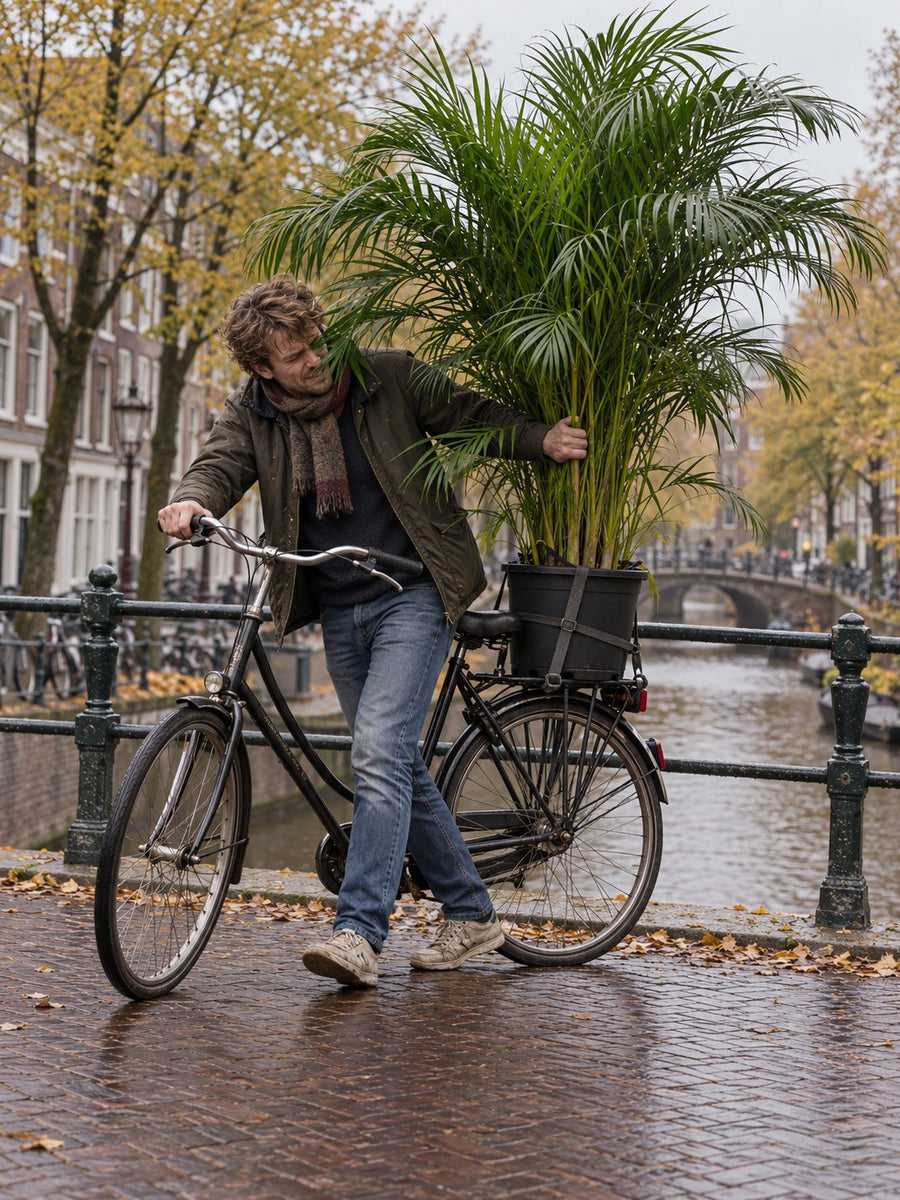 Een man loopt met zijn fiets en een Areca palm achterop over een brug
