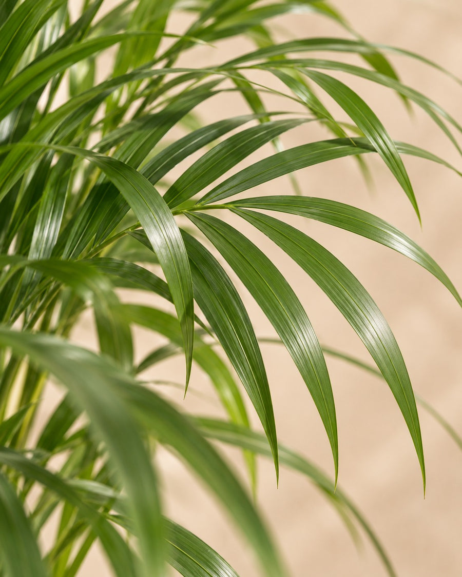 Areca palm (Dypsis lutescens, goudpalm) 100 cm hoog, pot ø21 cm