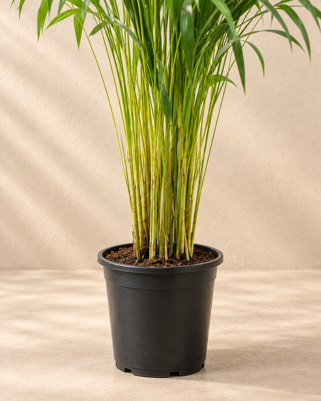 Onderste deel van de Areca palm (Dypsis lutescens) met de kweekpot