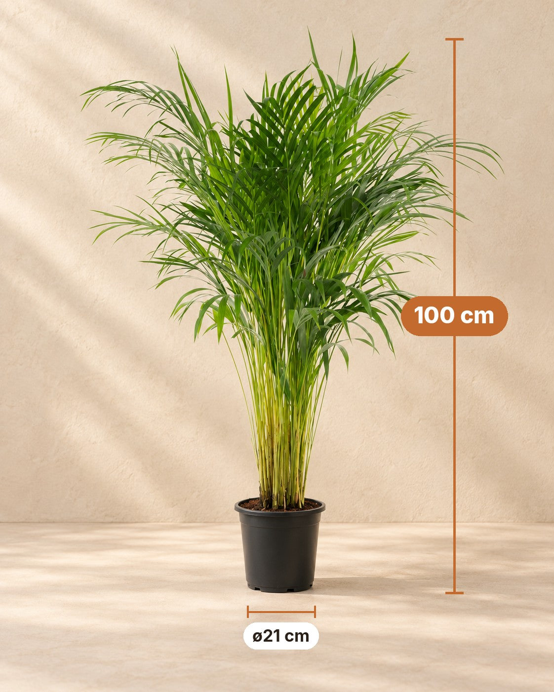 Afmetingen Areca palm: 100 cm hoog, pot ø21 cm