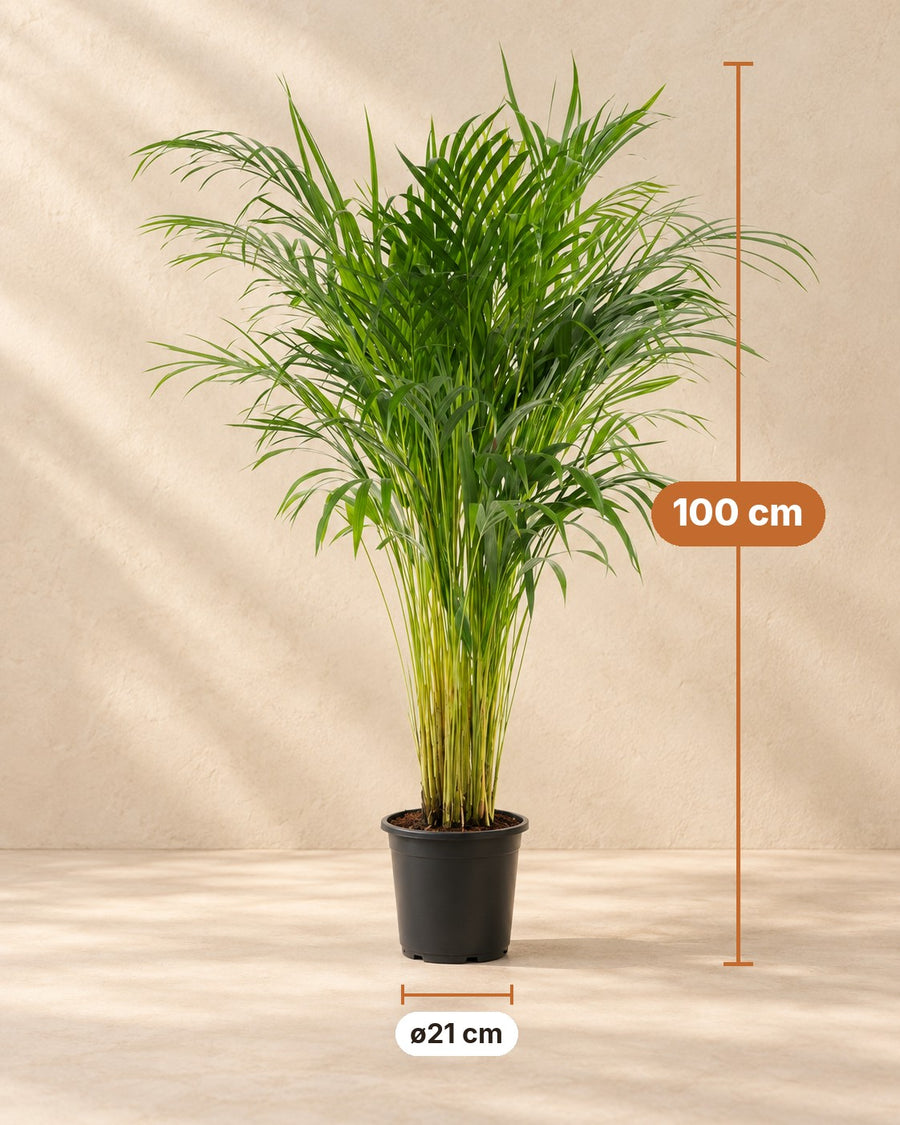 Areca palm (Dypsis lutescens, goudpalm) 100 cm hoog, pot ø21 cm