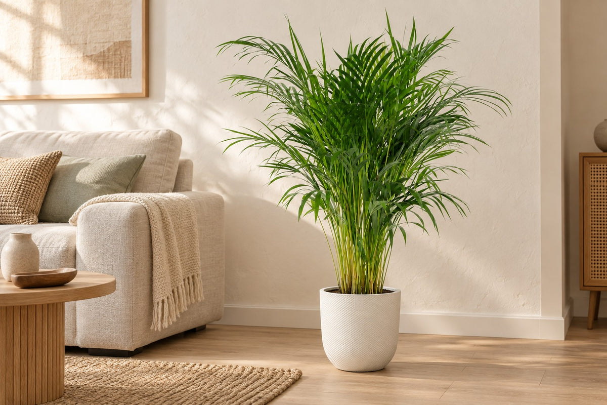 Areca palm van 100 cm in sierpot Elho Jazz Round wit in een lichte woonkamer