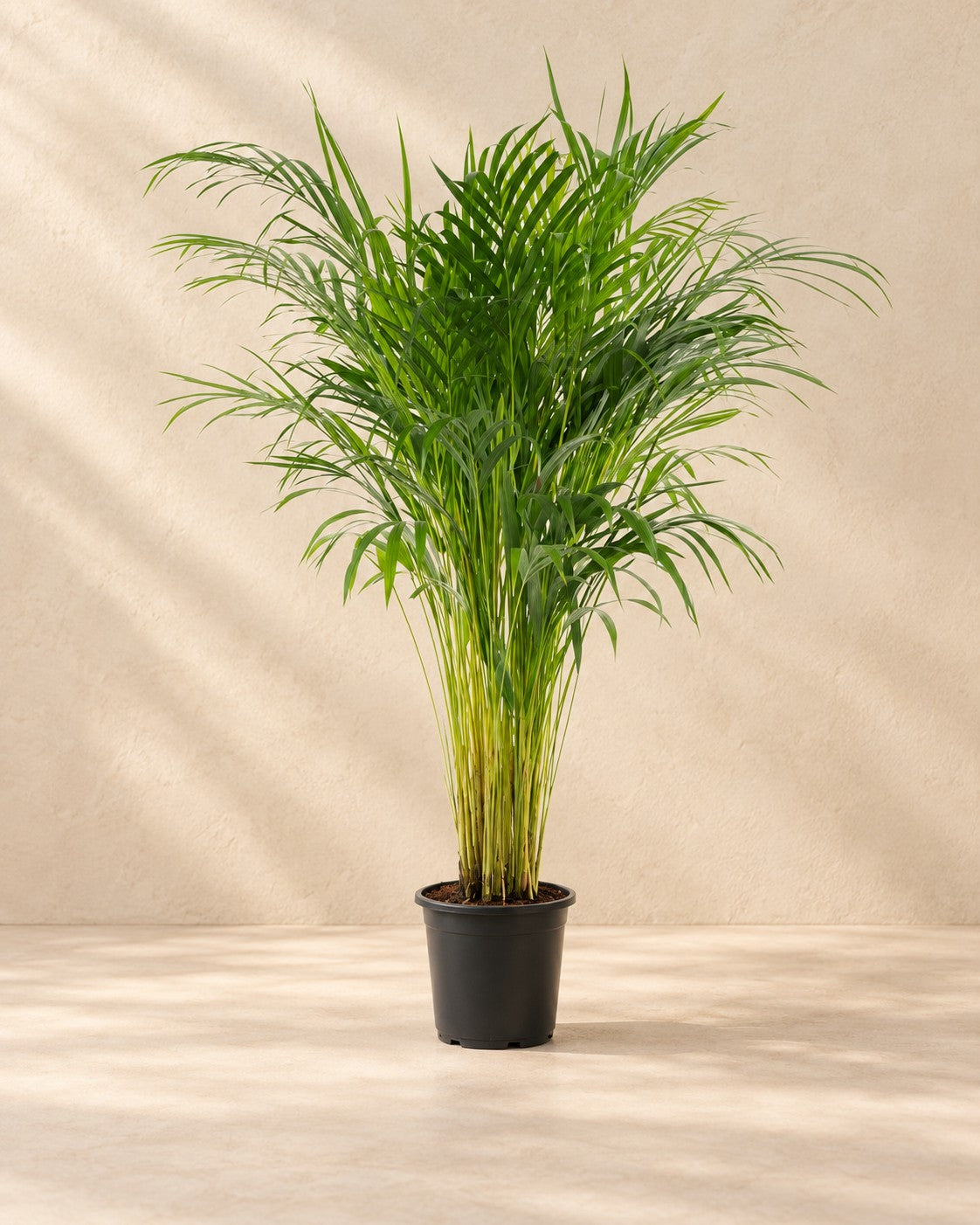Areca palm (Dypsis lutescens) van 100 cm hoog in kweekpot van 21 cm
