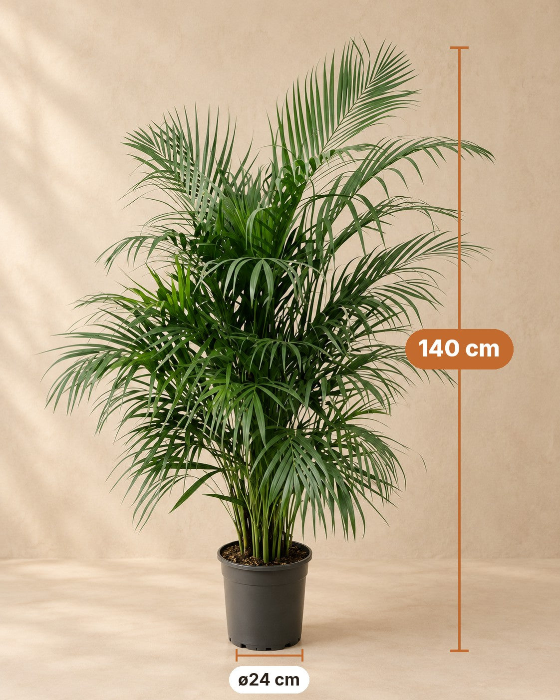 Medidas de Palmera areca: 140 cm de altura, maceta ø24 cm