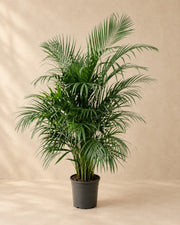 Palmera areca (Dypsis lutescens), 140 cm de altura en maceta de cultivo de 24 cm