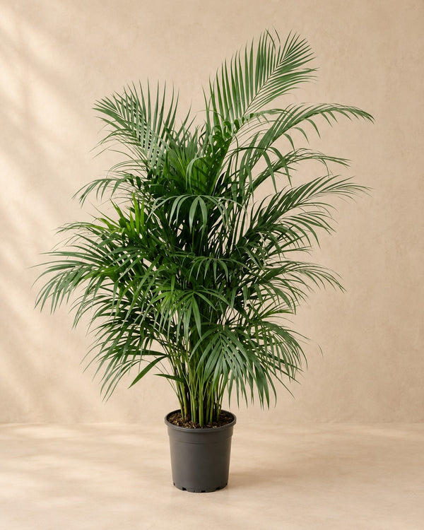 Palmera areca (Dypsis lutescens) 140 cm de altura, maceta ø24 cm