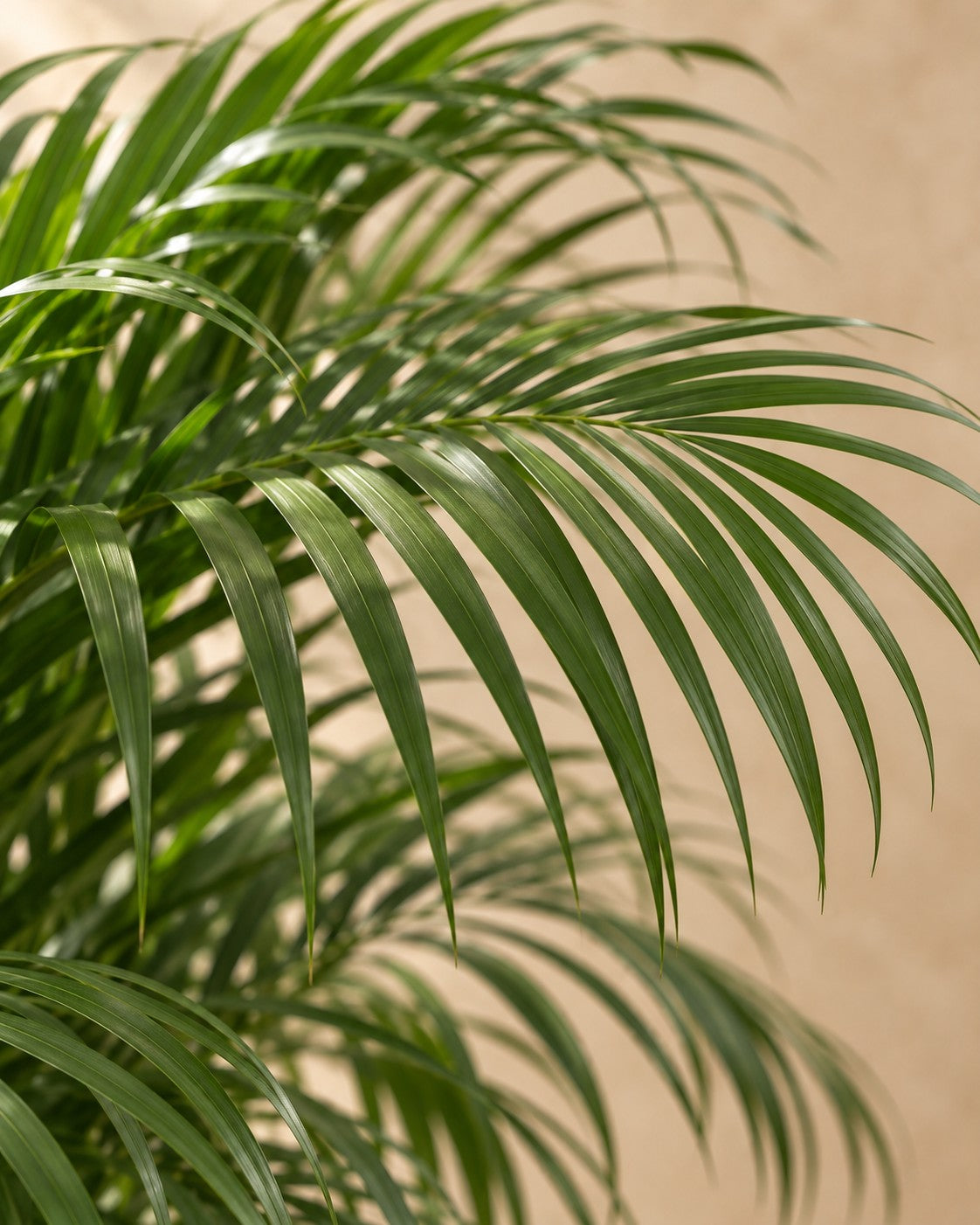 Primer plano de las hojas de Palmera areca (Dypsis lutescens)