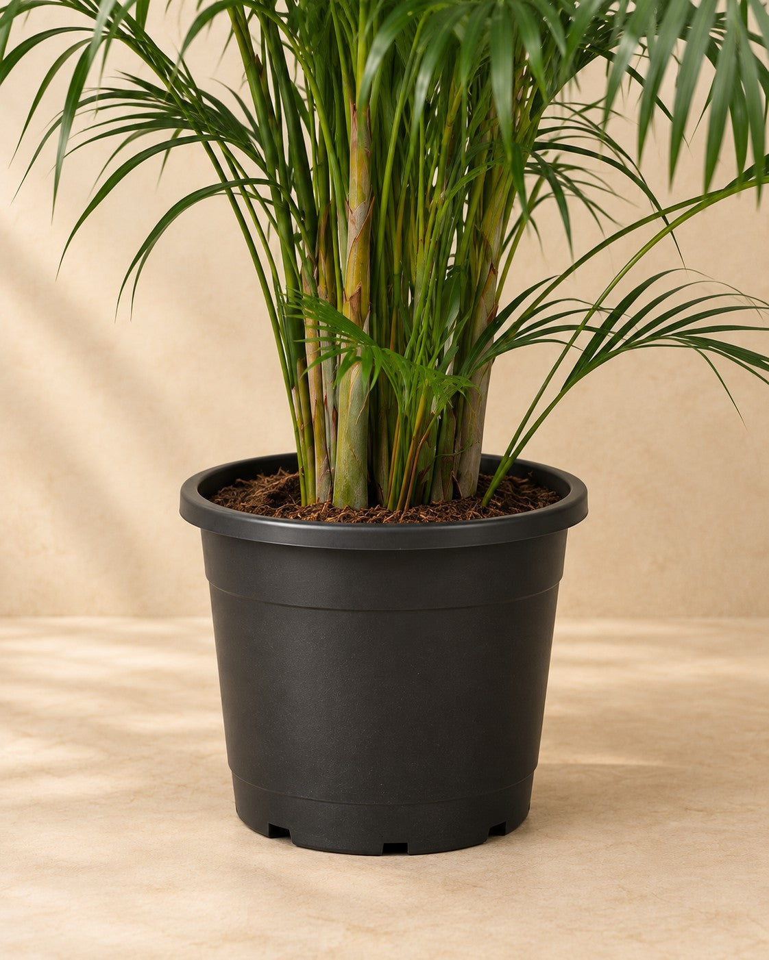 Onderste deel van de Areca palm (Dypsis lutescens) met de kweekpot