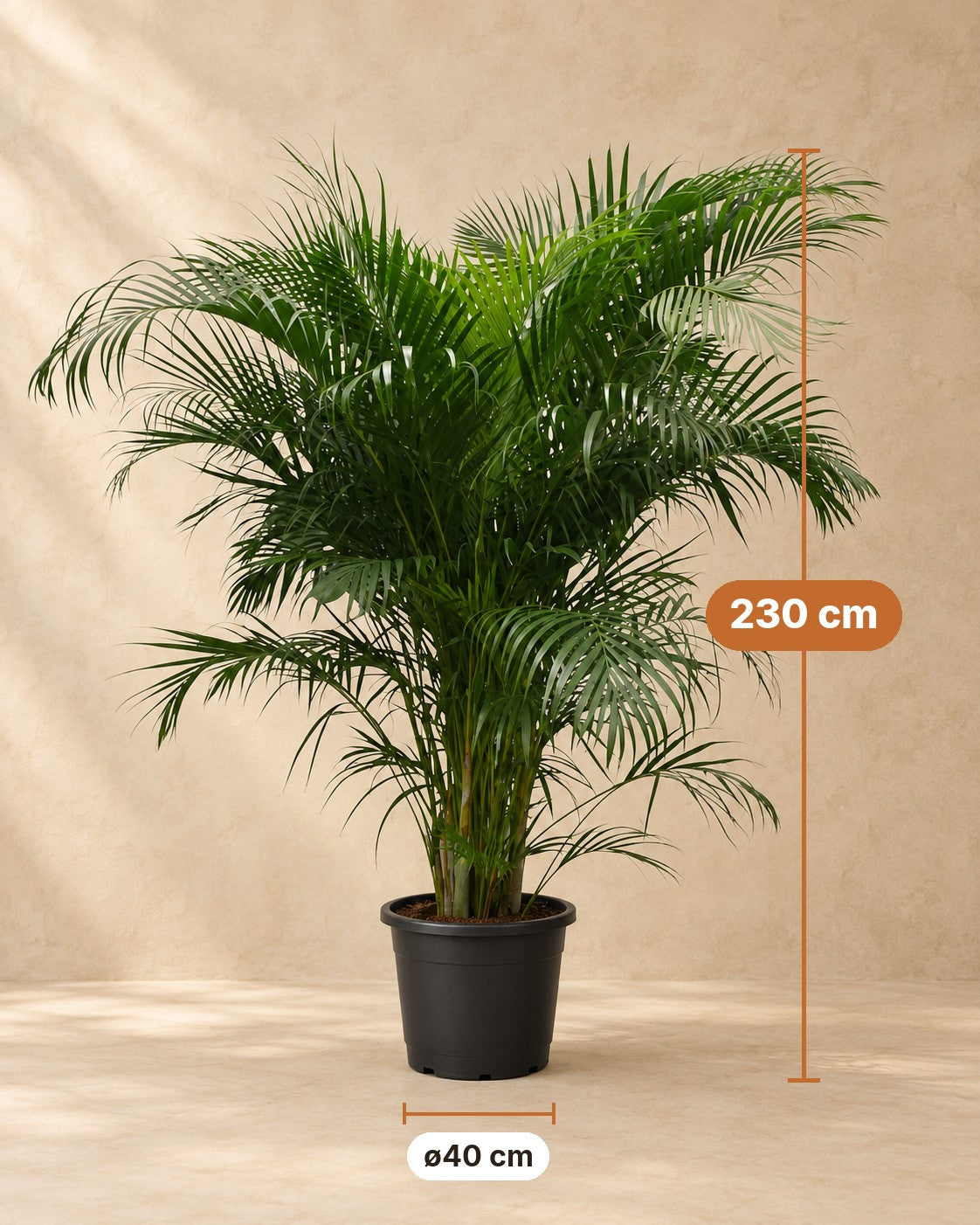 Afmetingen Areca palm: 230 cm hoog, pot ø40 cm