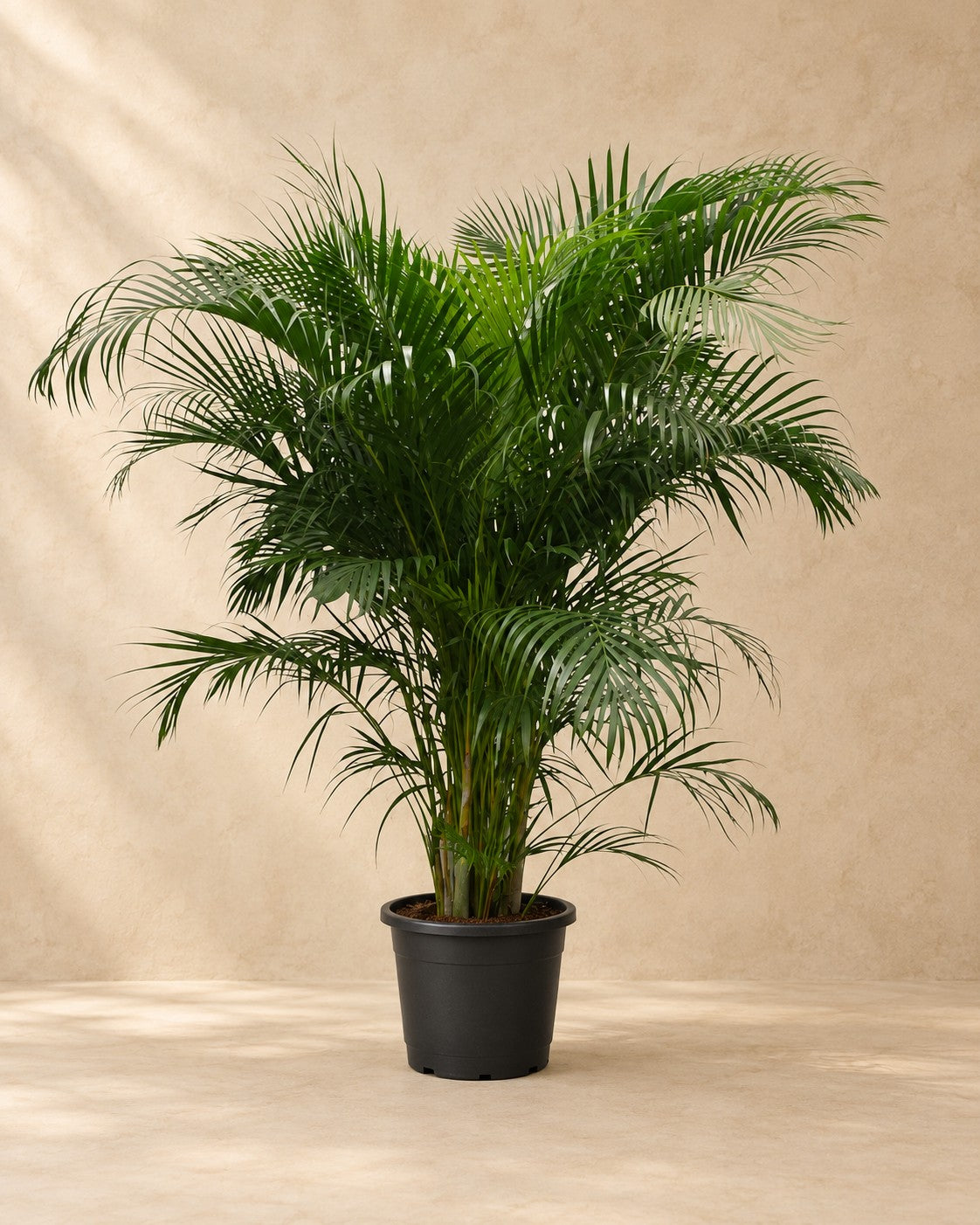 Palmera areca (Dypsis lutescens), 230 cm de altura en maceta de cultivo de 40 cm