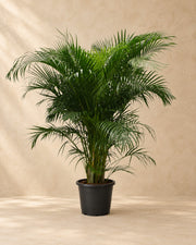 Areca palm (Dypsis lutescens) van 230 cm hoog in kweekpot van 40 cm