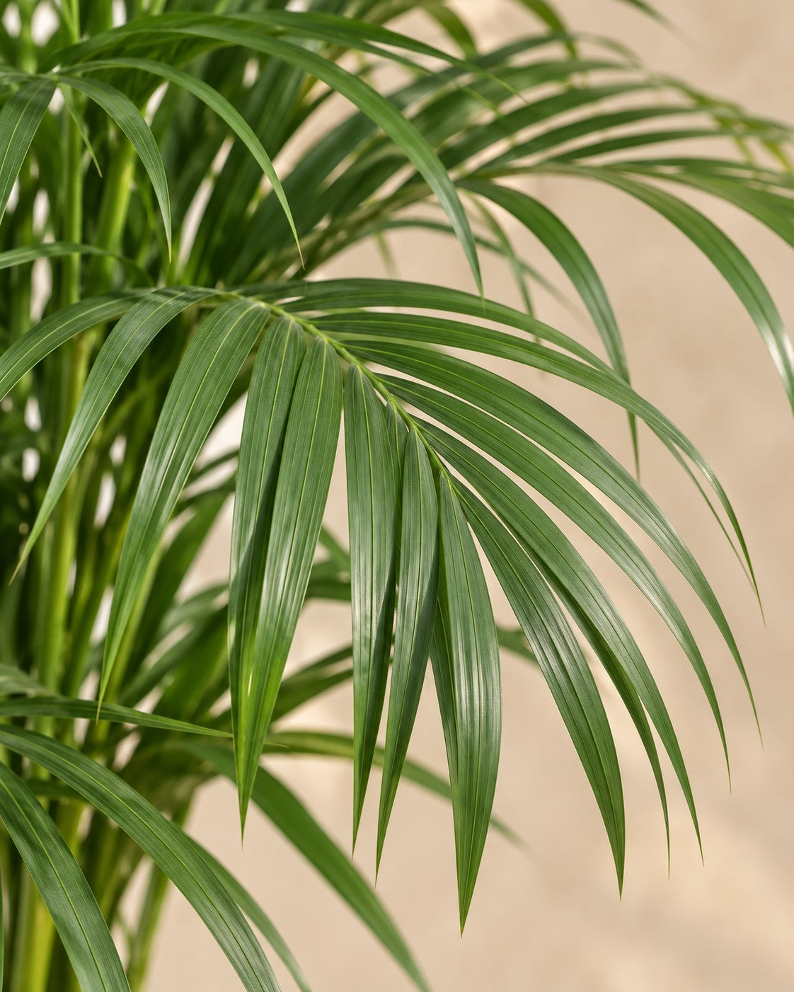 Primer plano de las hojas de Palmera areca (Dypsis lutescens)