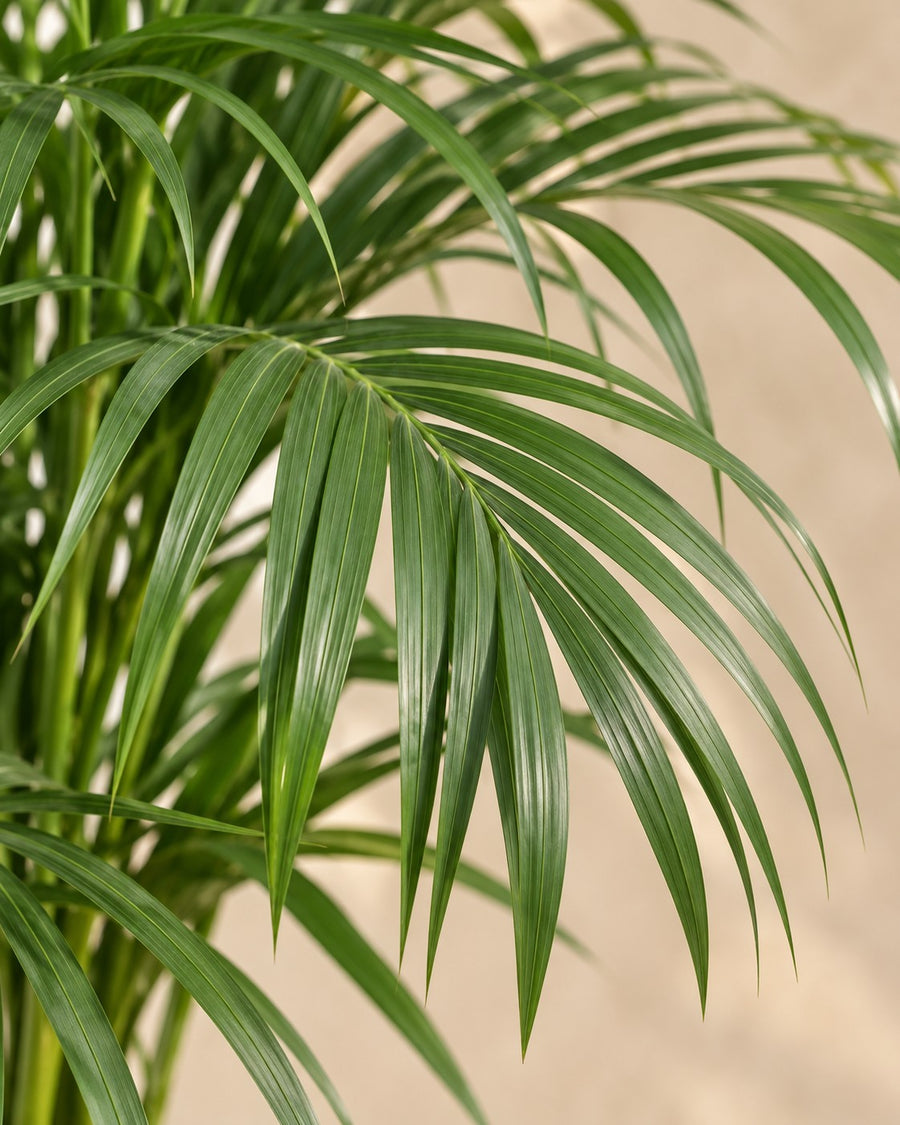 Areca palm (Dypsis lutescens, goudpalm) 140 cm hoog, pot ø24 cm