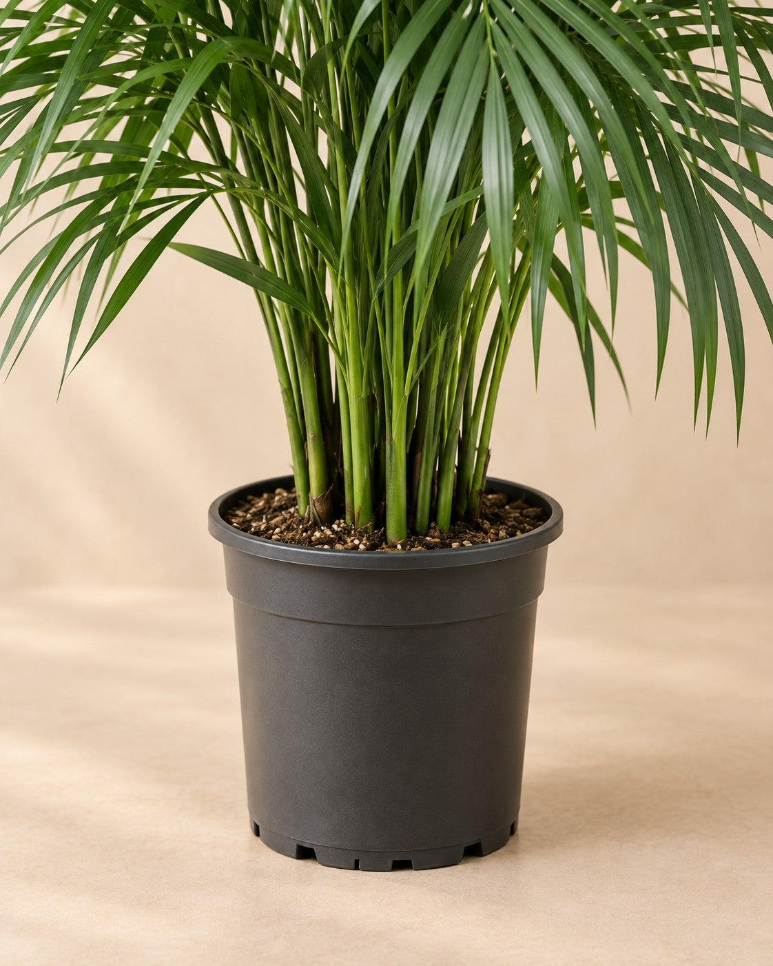 Parte inferior de Palmera areca (Dypsis lutescens) con su maceta de cultivo