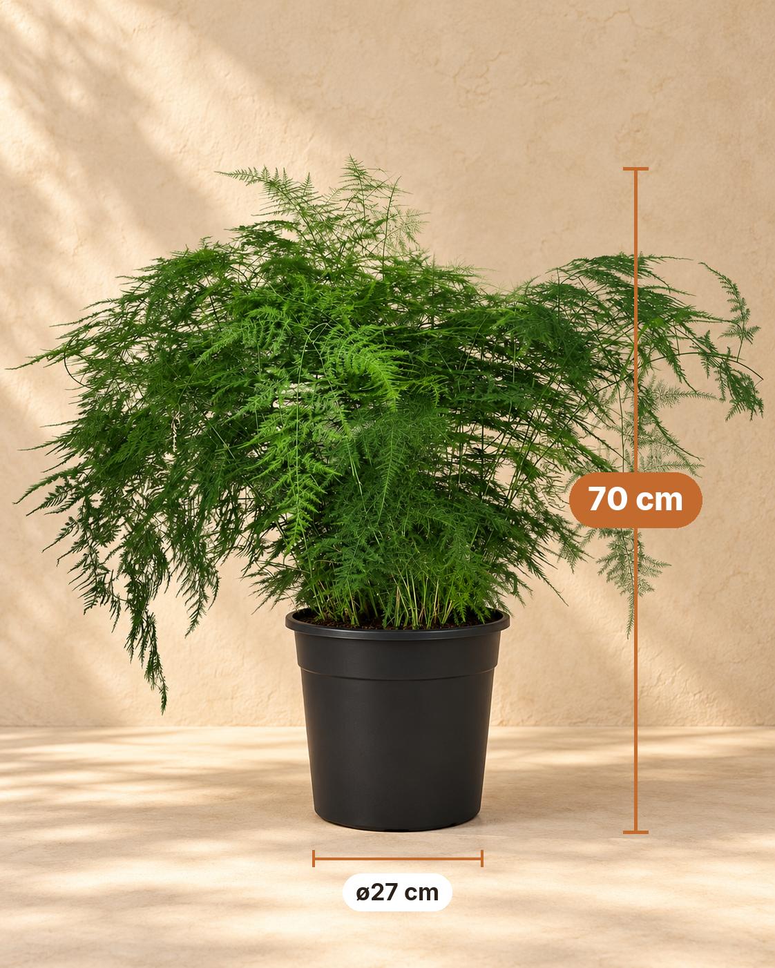 Zierspargel 70 cm hoch, Topf ø27 cm