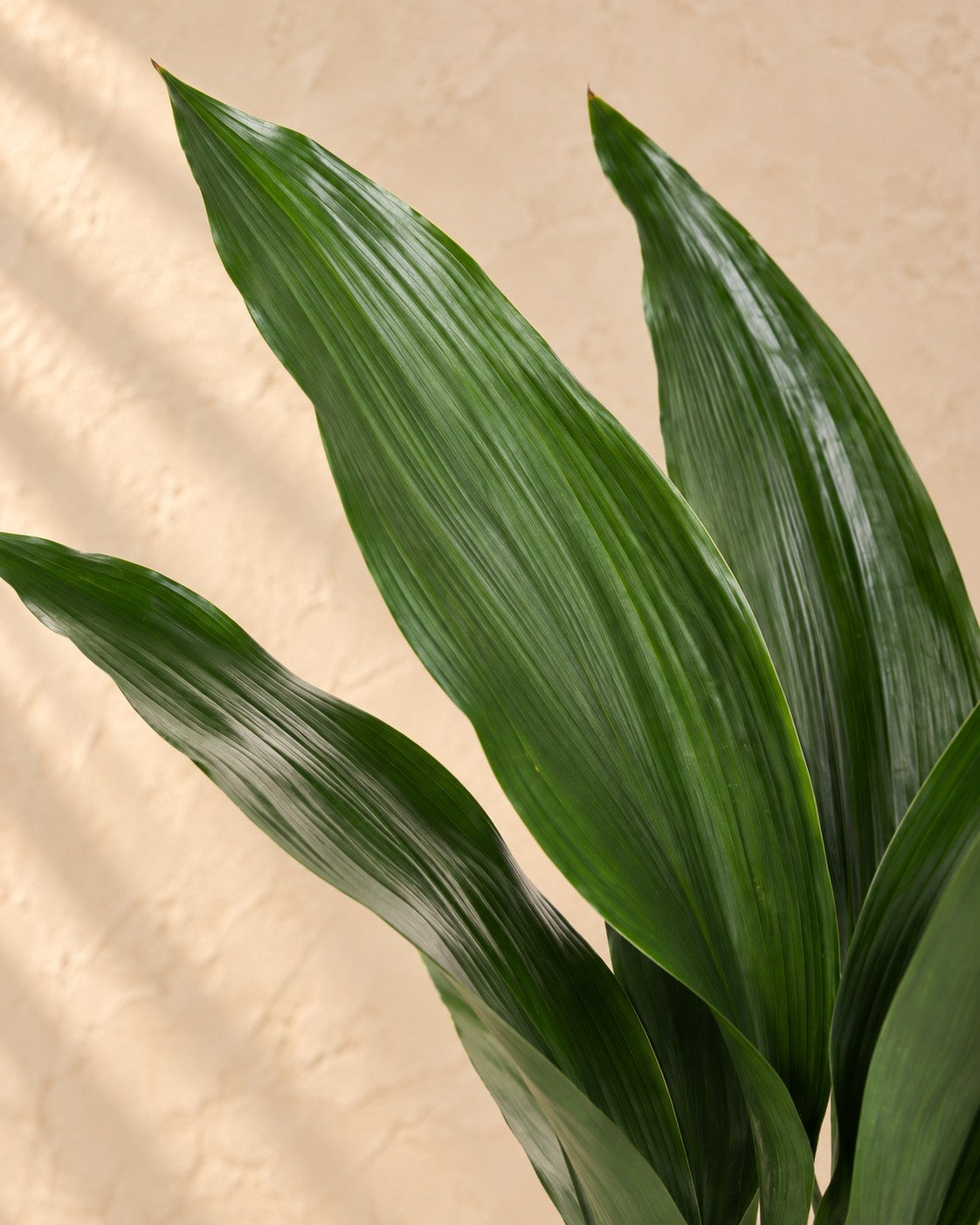 Primer plano de las hojas de Aspidistra elatior