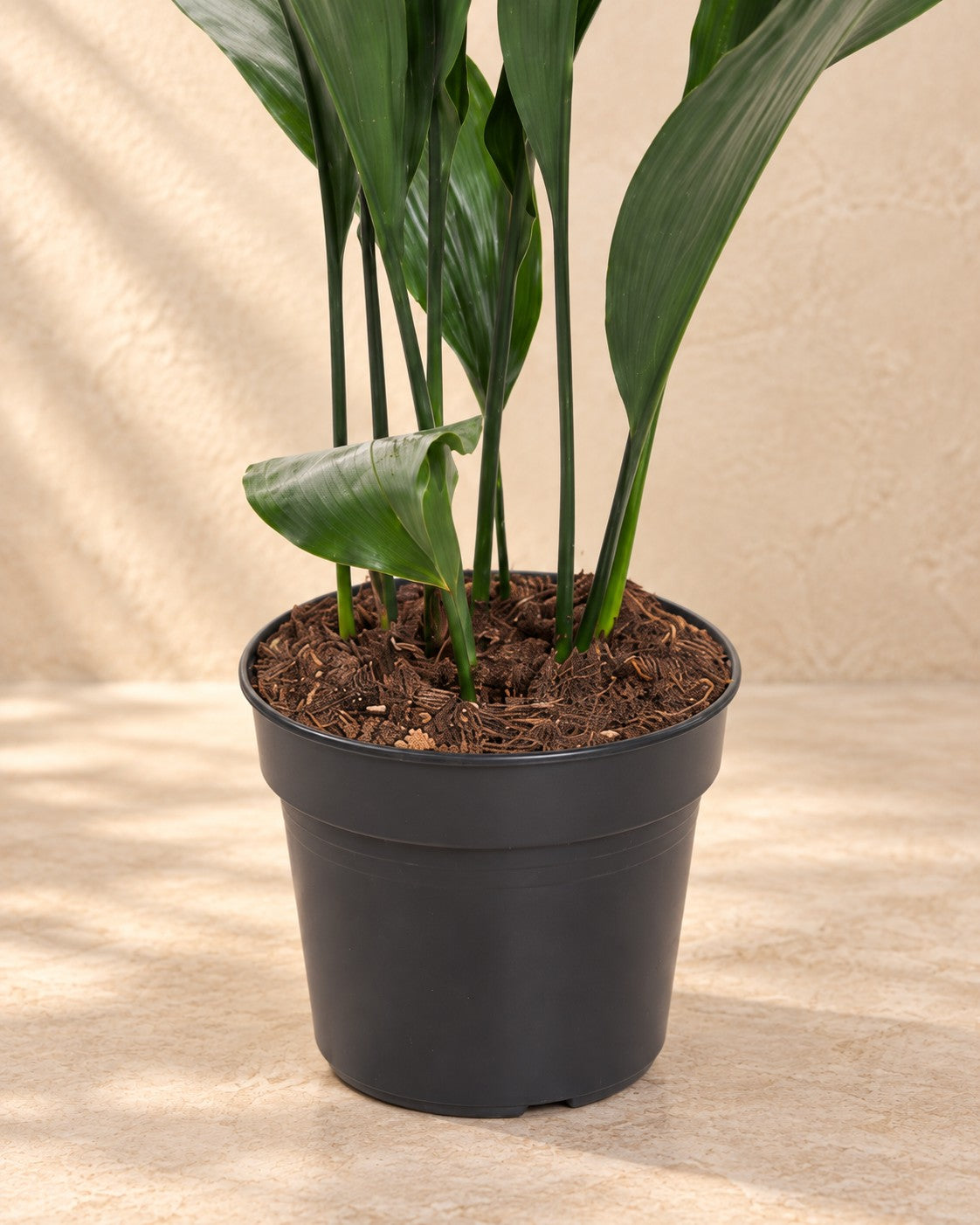Parte inferior de Aspidistra elatior con su maceta de cultivo