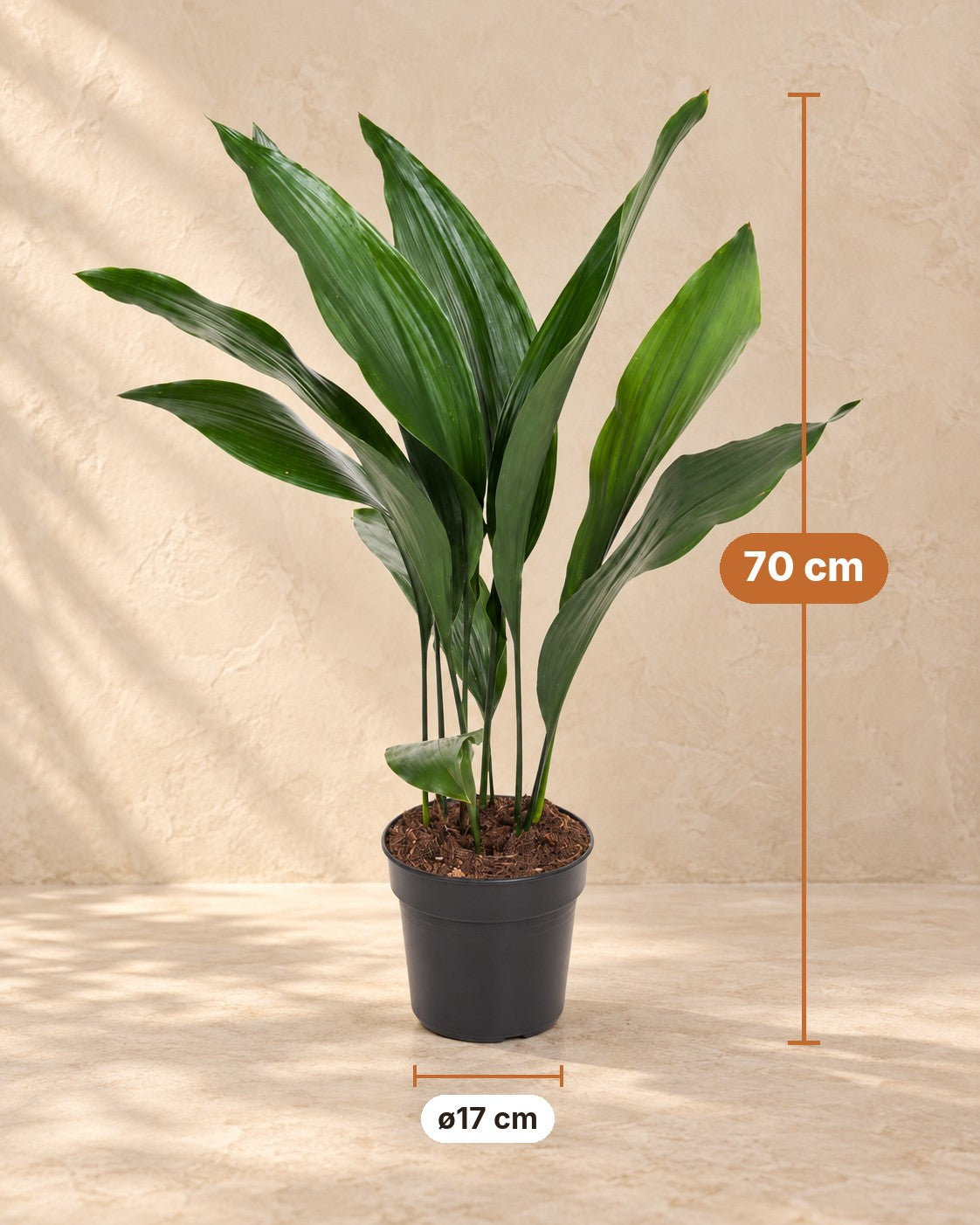 Medidas de Aspidistra elatior: 70 cm de altura, maceta ø17 cm