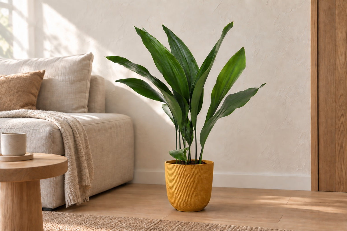 Aspidistra elatior, 70 cm, en macetero Elho Jazz Round amber yellow en un salón luminoso