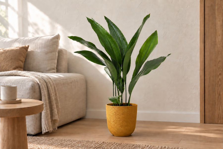 Aspidistra elatior (rzeźnia) wysokość 70 cm, doniczka ø17 cm