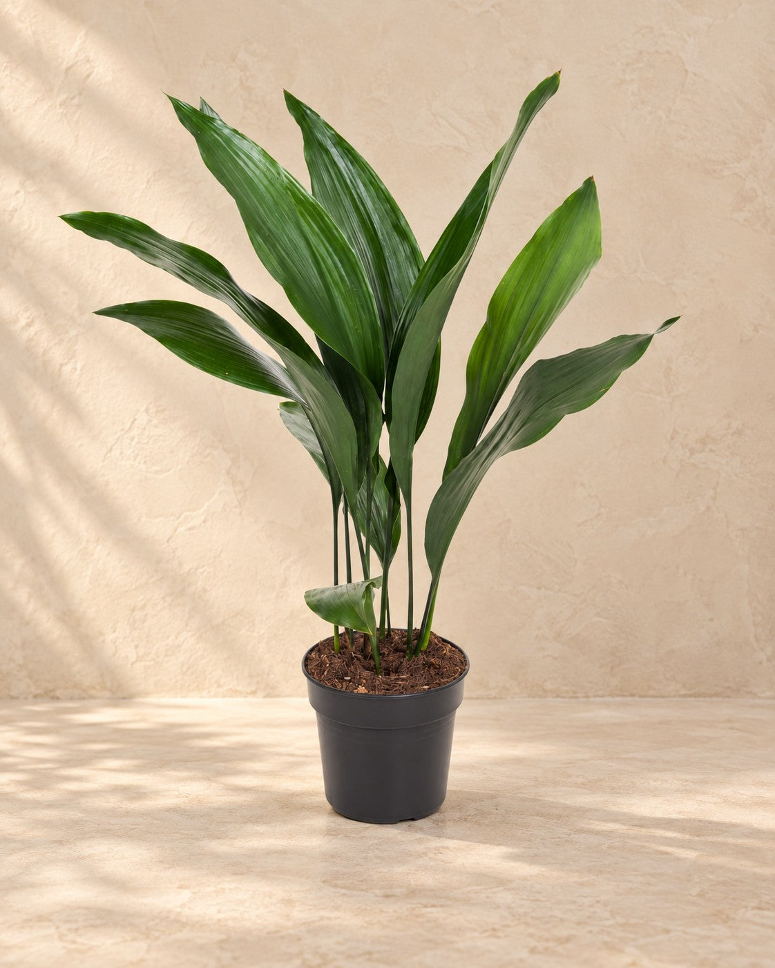 Aspidistra elatior, 70 cm de altura en maceta de cultivo de 17 cm