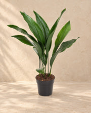 Aspidistra elatior, 70 cm de altura en maceta de cultivo de 17 cm