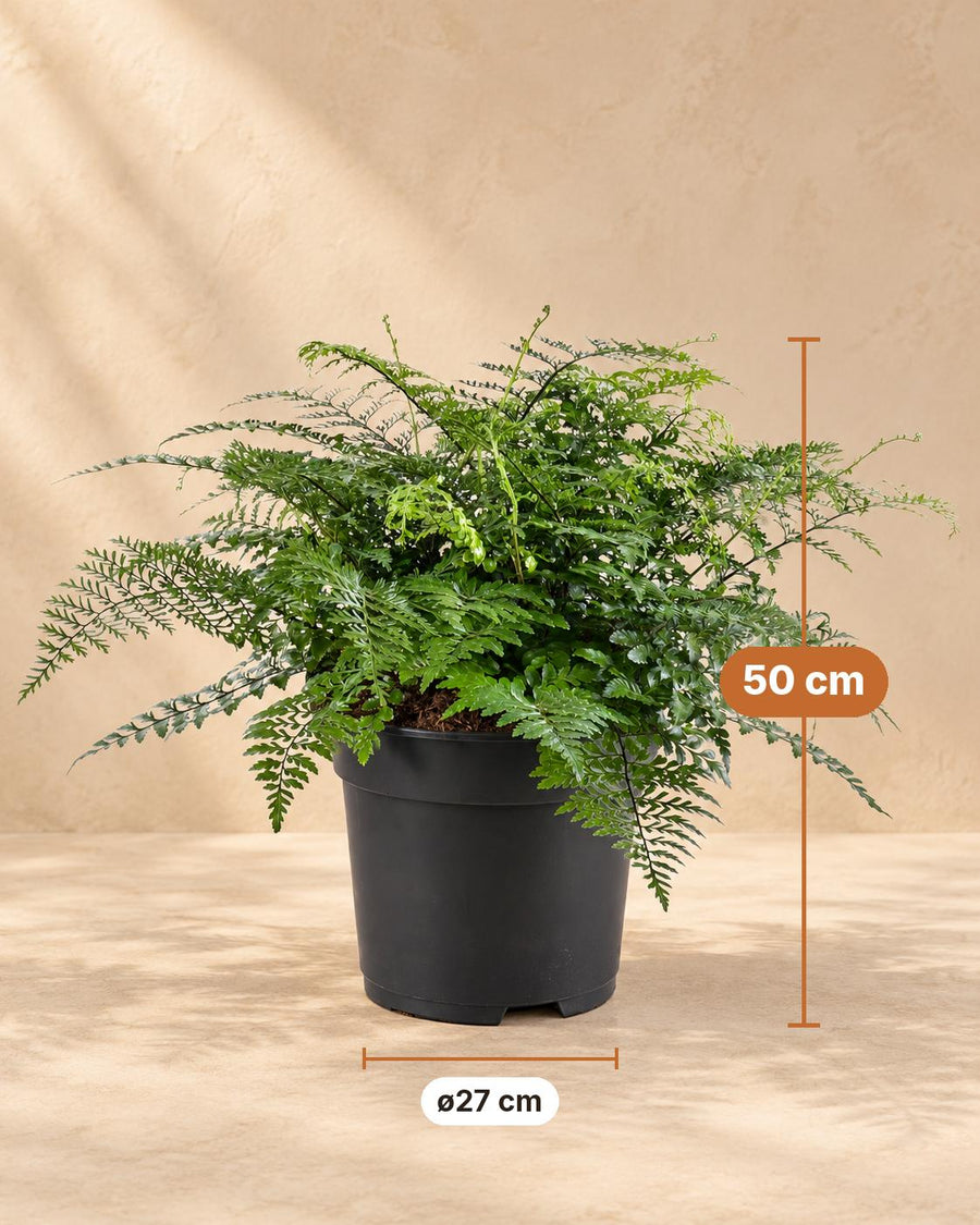 Vogelnestvaren (Asplenium 'Parvati') 50 cm hoog, pot ø27 cm