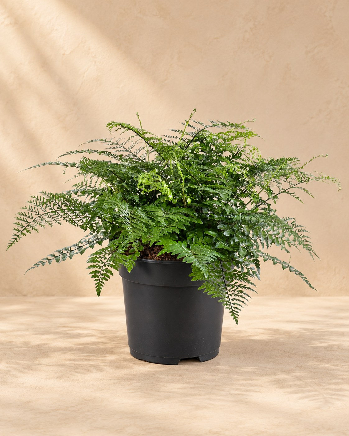 Vogelnestvaren (Asplenium 'Parvati')