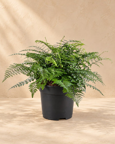 Vogelnestvaren (Asplenium 'Parvati')