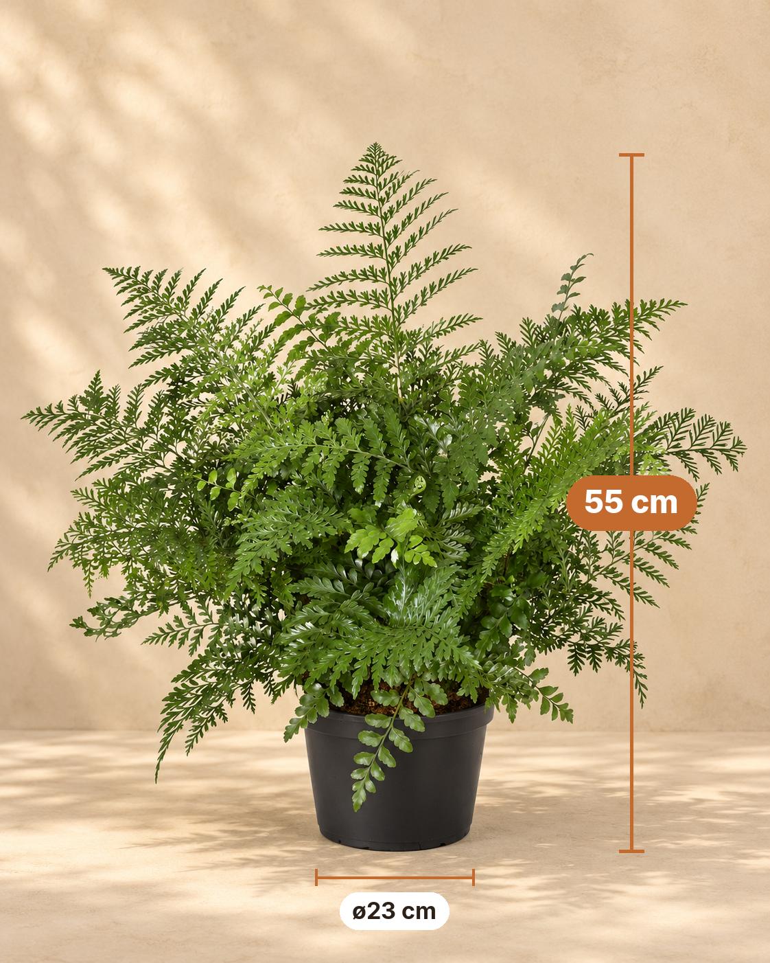 Vogelnestvaren (Asplenium 'Parvati'), 55 cm hoog, pot ø23 cm