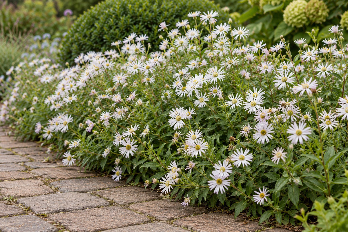 Aster 'Ashvi' planted in the garden