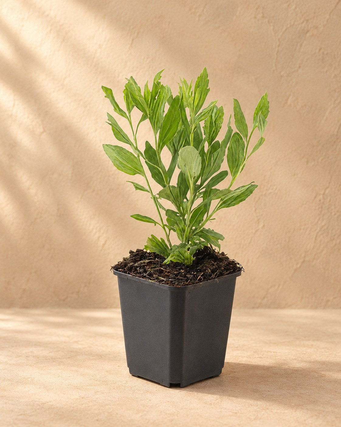 Aster 'Ashvi' en pot de culture