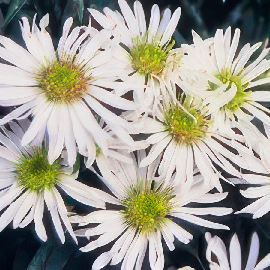 Aster 'Ashvi' (Aster ageratoides)