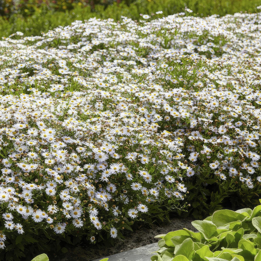 Asters 'Ashvi' (Aster ageratoides)