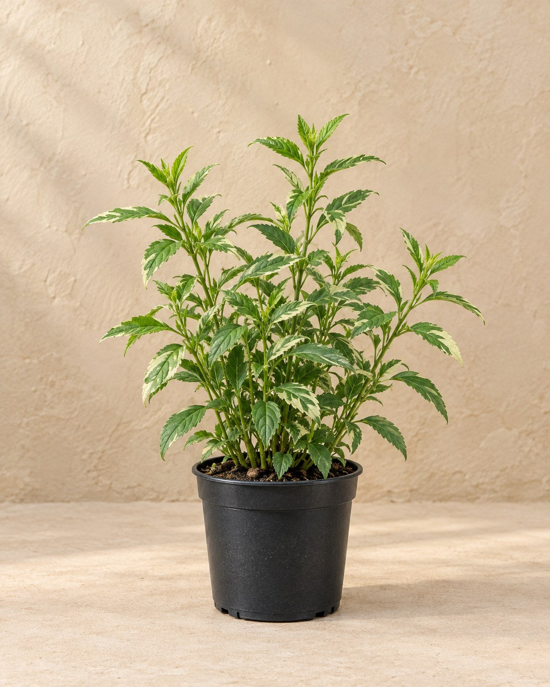 Aster 'Asran' en pot de culture