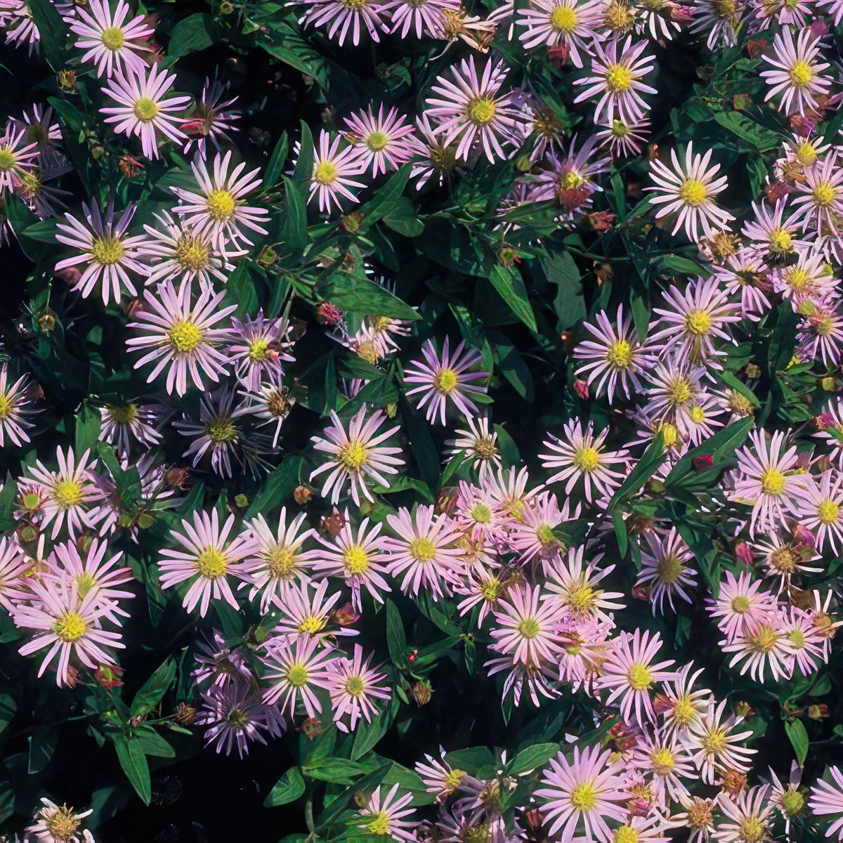 Asters 'Asran' i haven